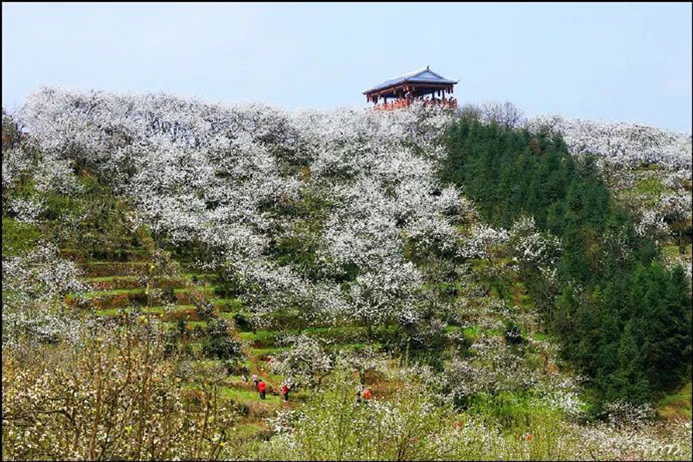 【春天，广西桂林灌阳县向您发出邀请！】我们在灌阳看梨花 - 游山玩水 - 北京生活社区 - 北京28生活网 bj.28life.net