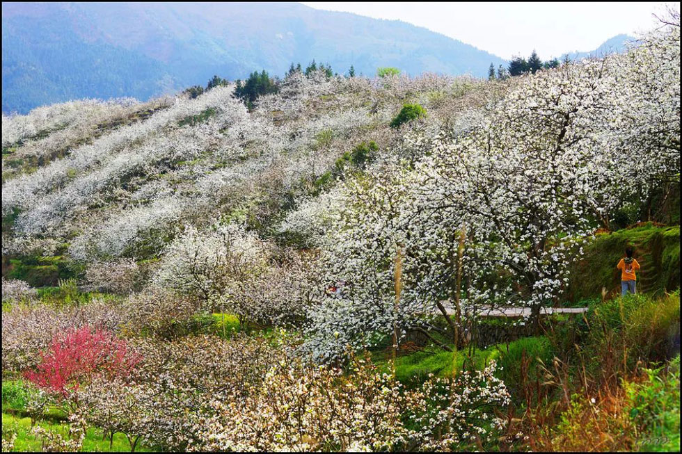 【春天，广西桂林灌阳县向您发出邀请！】我们在灌阳看梨花 - 游山玩水 - 北京生活社区 - 北京28生活网 bj.28life.net