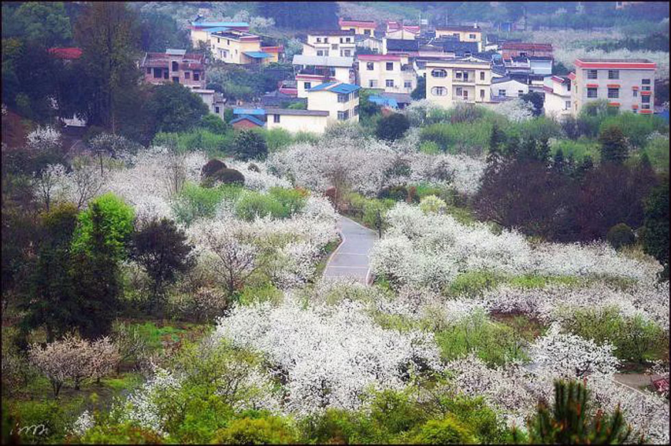 【春天，广西桂林灌阳县向您发出邀请！】我们在灌阳看梨花 - 游山玩水 - 北京生活社区 - 北京28生活网 bj.28life.net