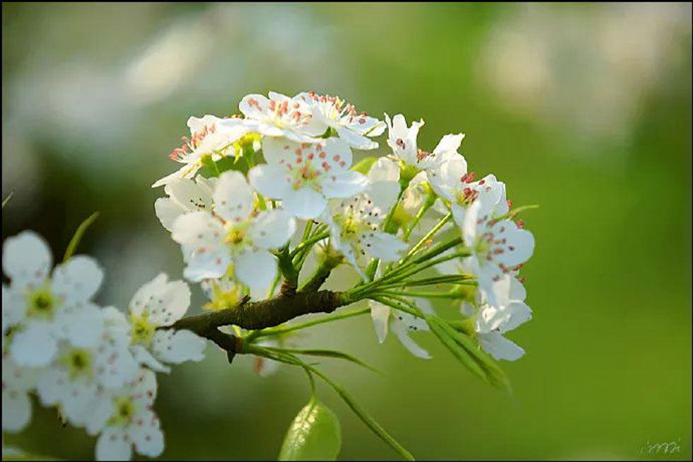 【春天，广西桂林灌阳县向您发出邀请！】我们在灌阳看梨花 - 游山玩水 - 北京生活社区 - 北京28生活网 bj.28life.net