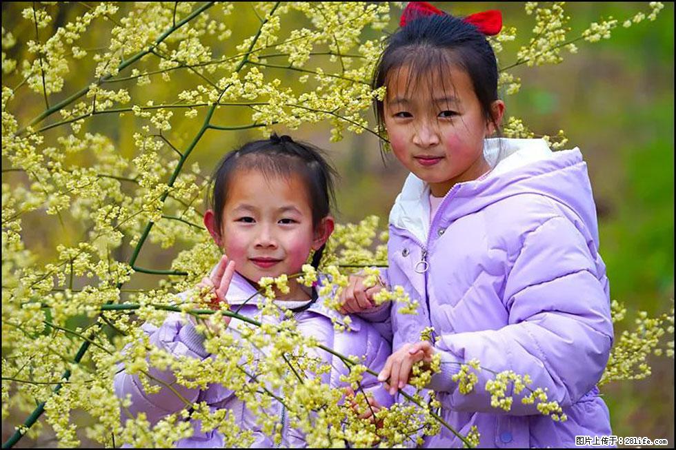 【春天,广西桂林灌阳县向您发出邀请!】米珠山前有片山苍子花在飘香 - 游山玩水 - 北京生活社区 - 北京28生活网 bj.28life.net