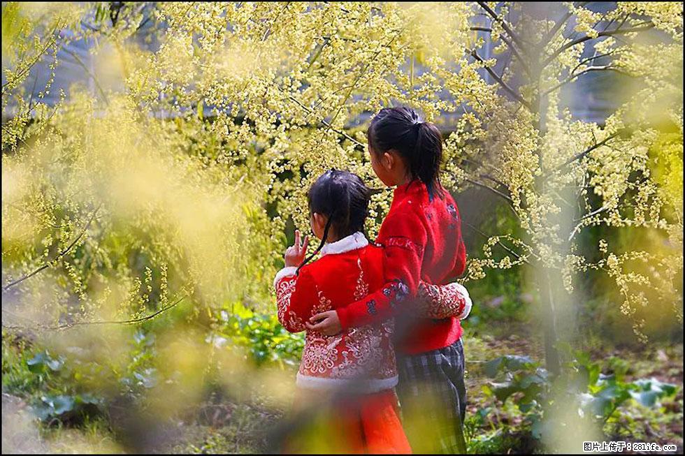 【春天,广西桂林灌阳县向您发出邀请!】米珠山前有片山苍子花在飘香 - 游山玩水 - 北京生活社区 - 北京28生活网 bj.28life.net