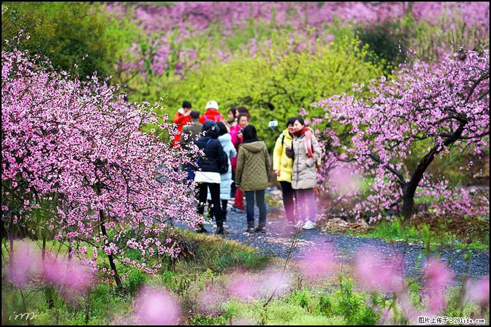 【春天，广西桂林灌阳县向您发出邀请！】官庄村有个醉美的桃花园 - 游山玩水 - 北京生活社区 - 北京28生活网 bj.28life.net