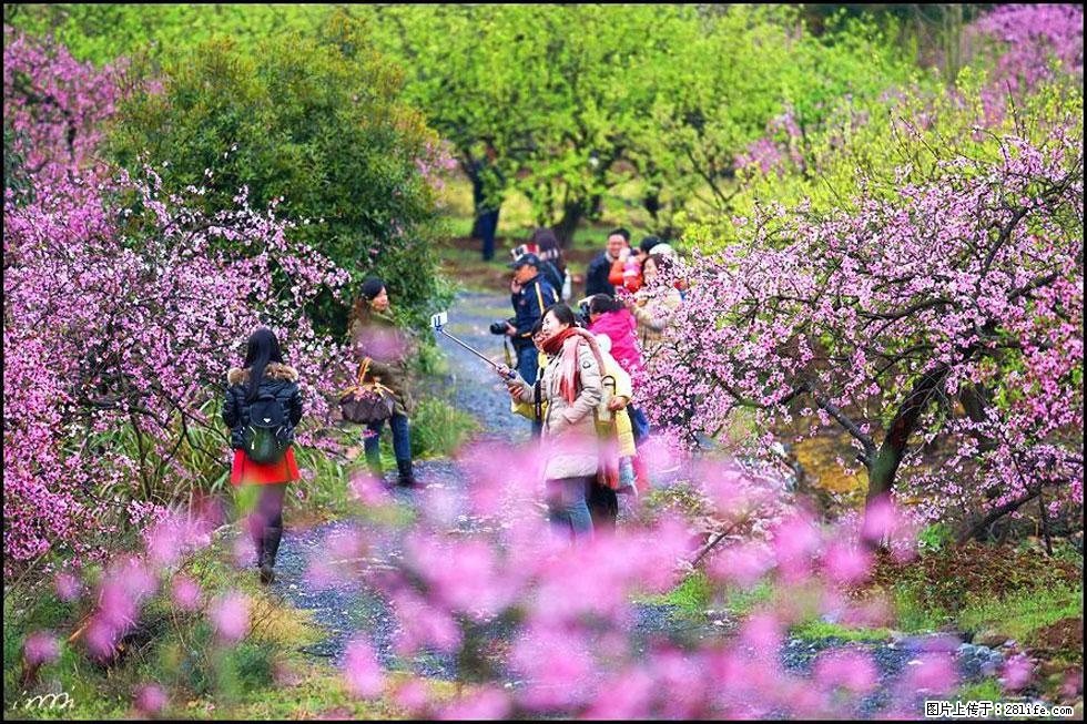 【春天，广西桂林灌阳县向您发出邀请！】官庄村有个醉美的桃花园 - 游山玩水 - 北京生活社区 - 北京28生活网 bj.28life.net