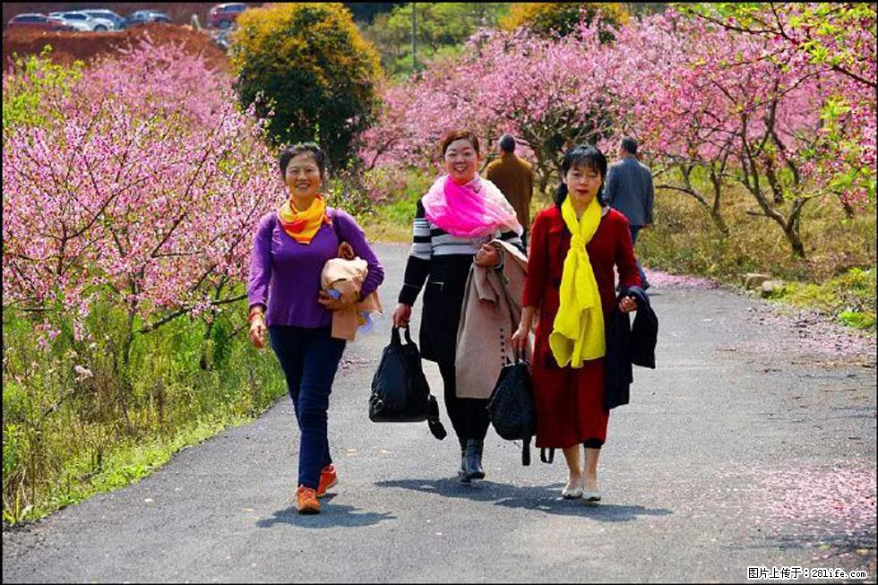 【春天，广西桂林灌阳县向您发出邀请！】官庄村有个醉美的桃花园 - 游山玩水 - 北京生活社区 - 北京28生活网 bj.28life.net