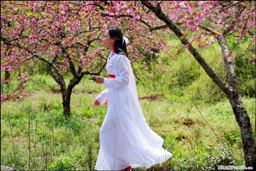 【春天，广西桂林灌阳县向您发出邀请！】官庄村有个醉美的桃花园 - 游山玩水 - 北京生活社区 - 北京28生活网 bj.28life.net