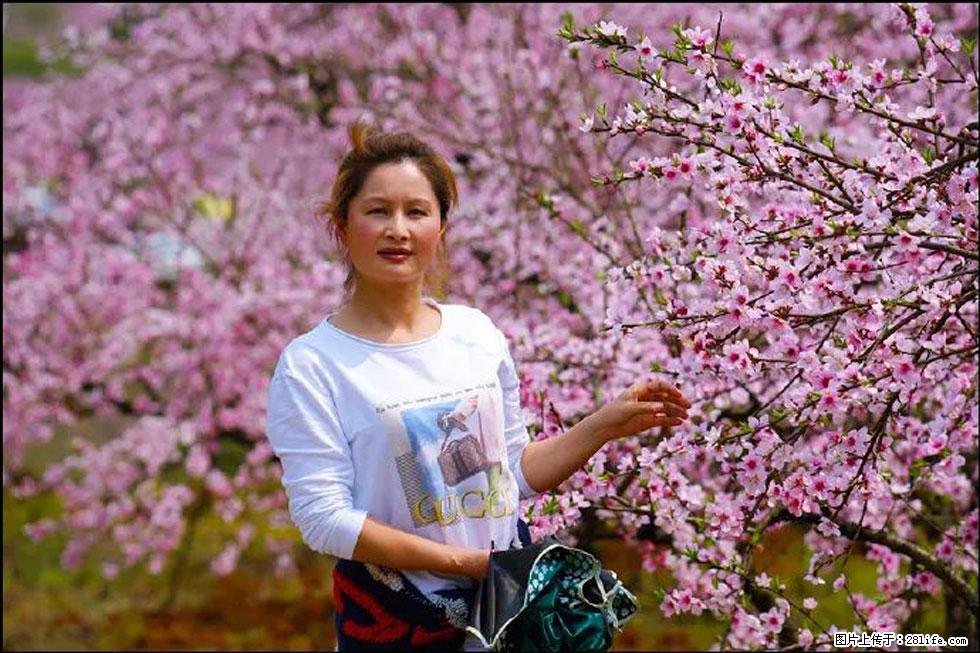 【春天，广西桂林灌阳县向您发出邀请！】官庄村有个醉美的桃花园 - 游山玩水 - 北京生活社区 - 北京28生活网 bj.28life.net