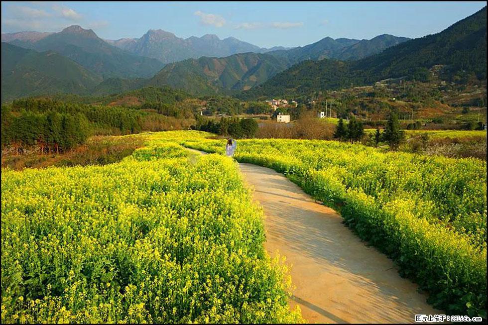 【春天，广西桂林灌阳县向您发出邀请！】长坪村油菜盛情花开 - 游山玩水 - 北京生活社区 - 北京28生活网 bj.28life.net