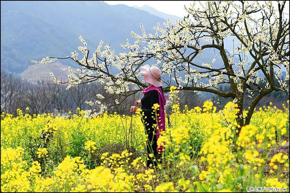 【春天，广西桂林灌阳县向您发出邀请！】长坪村油菜盛情花开 - 游山玩水 - 北京生活社区 - 北京28生活网 bj.28life.net