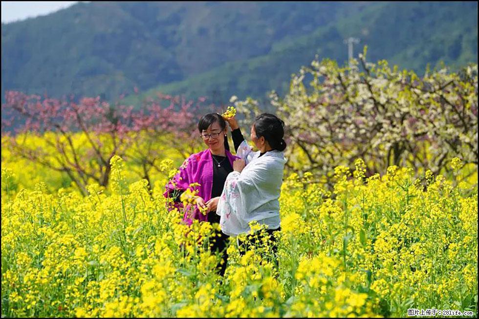 【春天，广西桂林灌阳县向您发出邀请！】长坪村油菜盛情花开 - 游山玩水 - 北京生活社区 - 北京28生活网 bj.28life.net