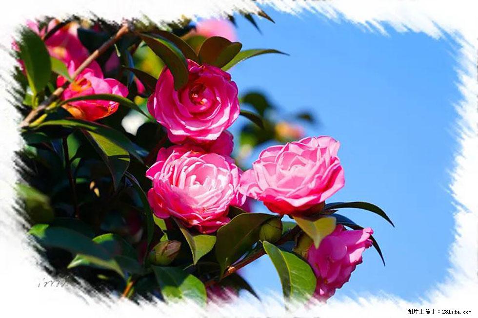 【春天，广西桂林灌阳县向您发出邀请！】杨柳井茶花惹人爱 - 游山玩水 - 北京生活社区 - 北京28生活网 bj.28life.net