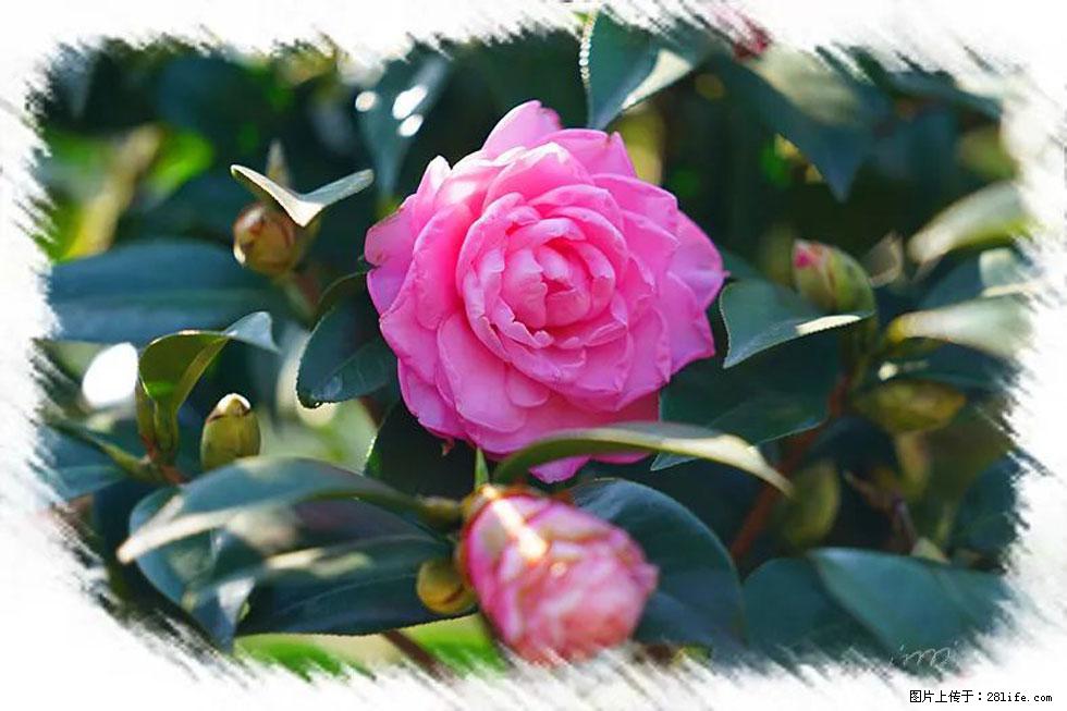 【春天，广西桂林灌阳县向您发出邀请！】杨柳井茶花惹人爱 - 游山玩水 - 北京生活社区 - 北京28生活网 bj.28life.net