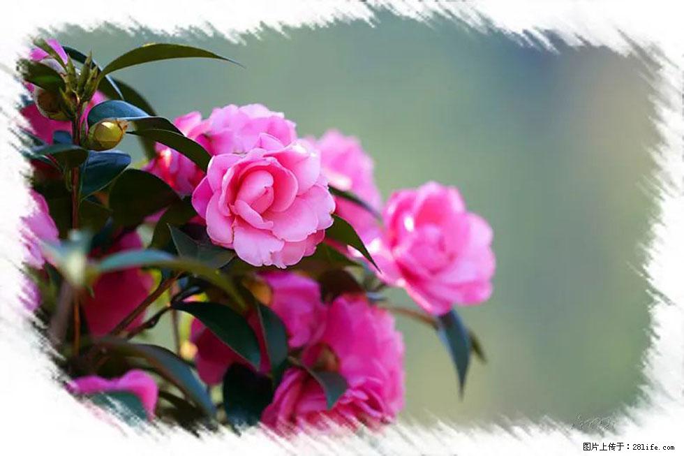 【春天，广西桂林灌阳县向您发出邀请！】杨柳井茶花惹人爱 - 游山玩水 - 北京生活社区 - 北京28生活网 bj.28life.net