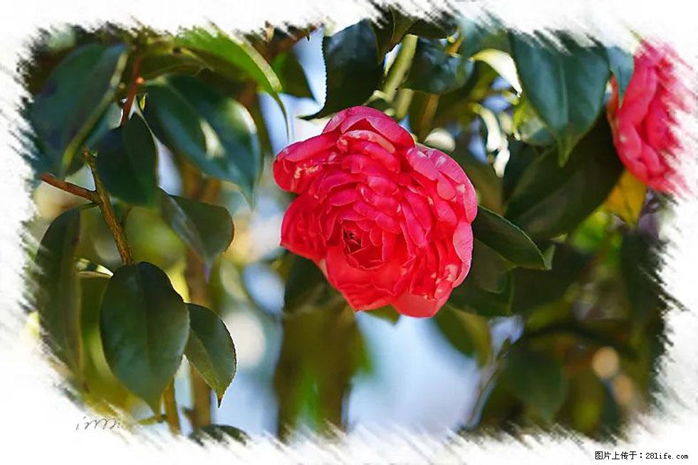 【春天，广西桂林灌阳县向您发出邀请！】杨柳井茶花惹人爱 - 游山玩水 - 北京生活社区 - 北京28生活网 bj.28life.net