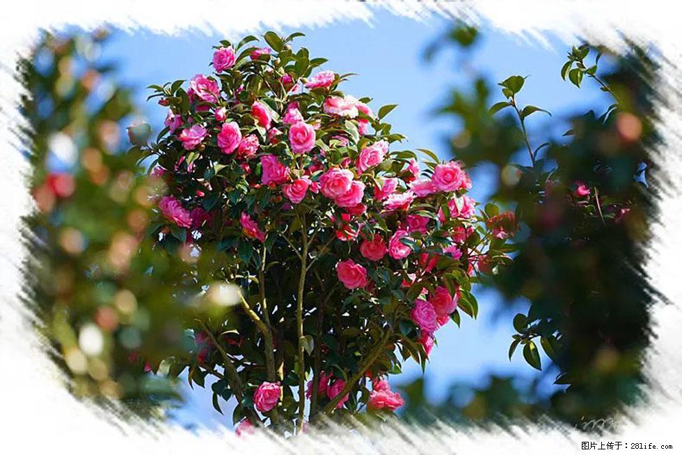 【春天，广西桂林灌阳县向您发出邀请！】杨柳井茶花惹人爱 - 游山玩水 - 北京生活社区 - 北京28生活网 bj.28life.net