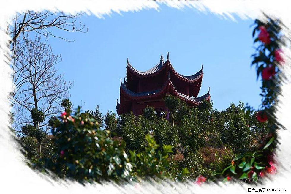 【春天，广西桂林灌阳县向您发出邀请！】杨柳井茶花惹人爱 - 游山玩水 - 北京生活社区 - 北京28生活网 bj.28life.net
