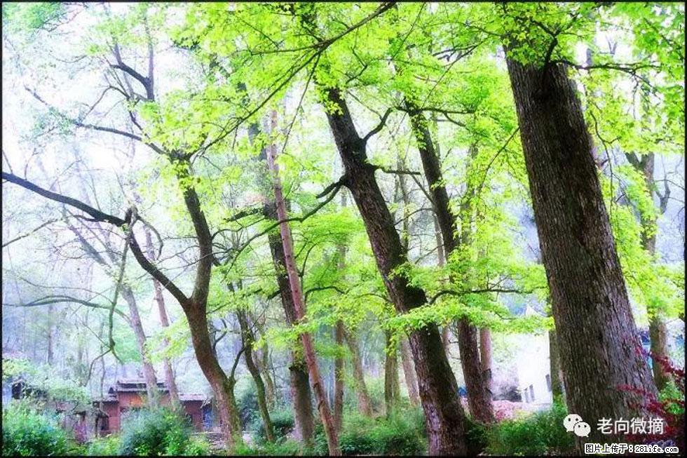 【春天，广西桂林灌阳县向您发出邀请！】在小龙村与春天约会 - 游山玩水 - 北京生活社区 - 北京28生活网 bj.28life.net