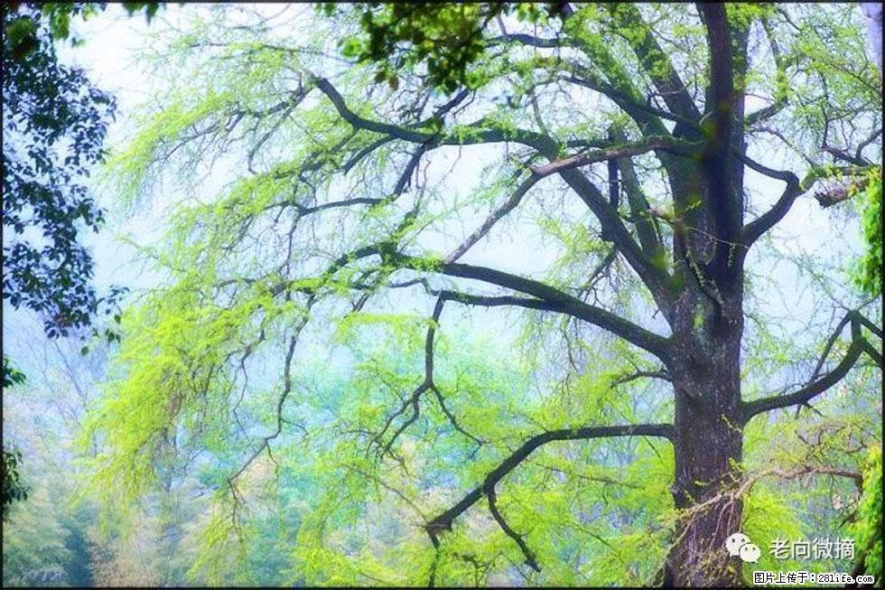 【春天，广西桂林灌阳县向您发出邀请！】在小龙村与春天约会 - 游山玩水 - 北京生活社区 - 北京28生活网 bj.28life.net