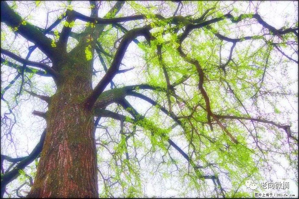 【春天，广西桂林灌阳县向您发出邀请！】在小龙村与春天约会 - 游山玩水 - 北京生活社区 - 北京28生活网 bj.28life.net
