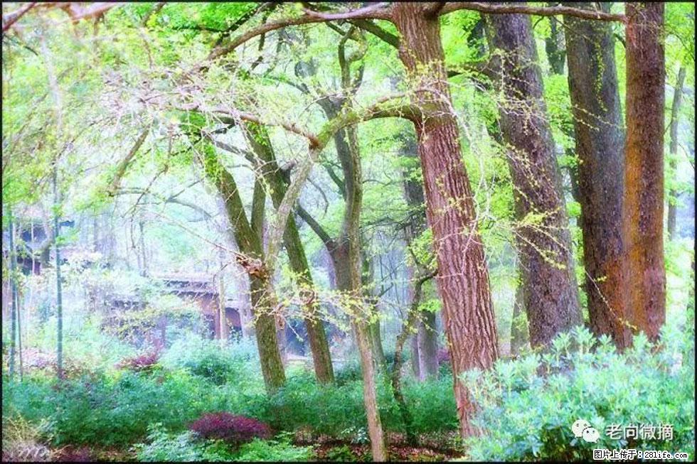 【春天，广西桂林灌阳县向您发出邀请！】在小龙村与春天约会 - 游山玩水 - 北京生活社区 - 北京28生活网 bj.28life.net