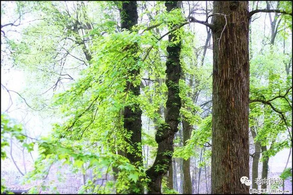 【春天，广西桂林灌阳县向您发出邀请！】在小龙村与春天约会 - 游山玩水 - 北京生活社区 - 北京28生活网 bj.28life.net