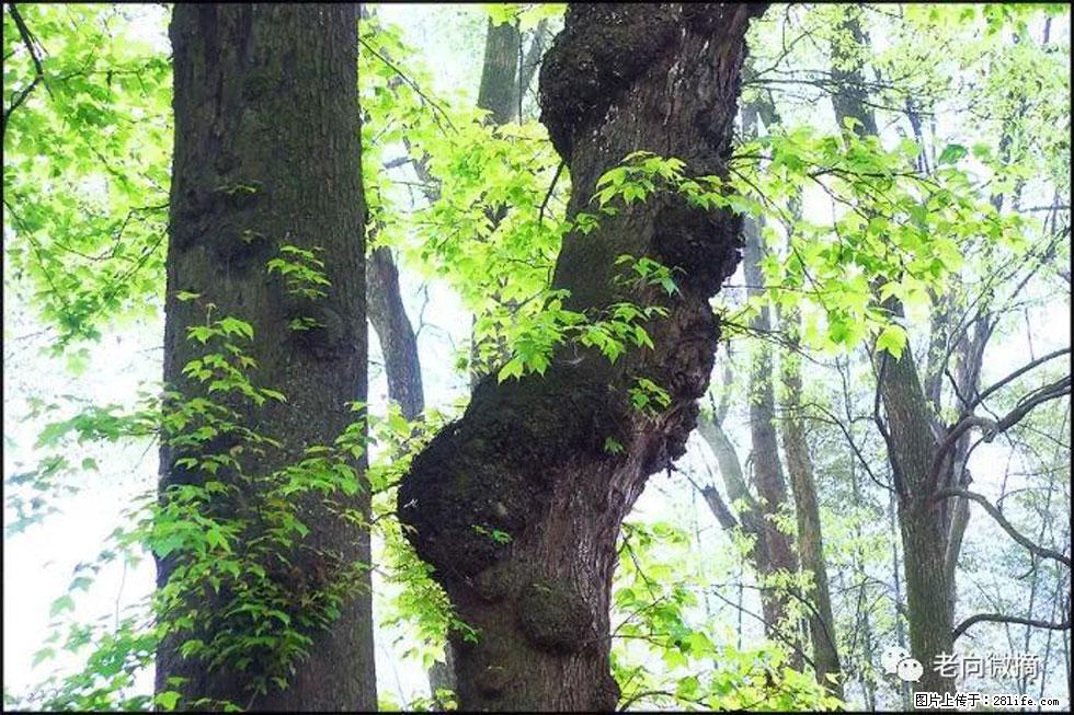 【春天，广西桂林灌阳县向您发出邀请！】在小龙村与春天约会 - 游山玩水 - 北京生活社区 - 北京28生活网 bj.28life.net