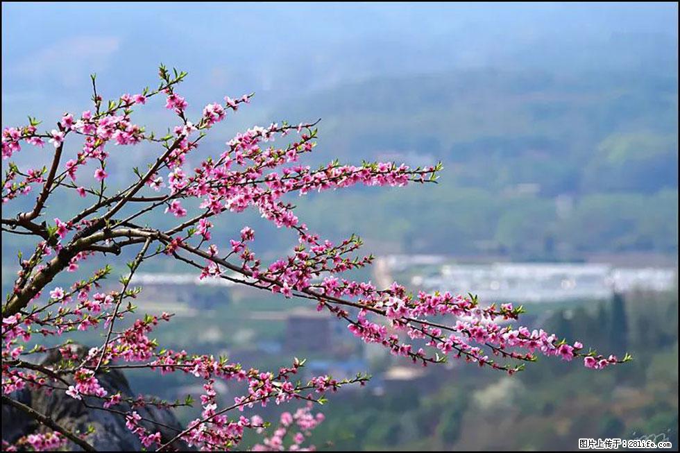 【春天，广西桂林灌阳县向您发出邀请！】望月岭上桃花开 - 游山玩水 - 北京生活社区 - 北京28生活网 bj.28life.net
