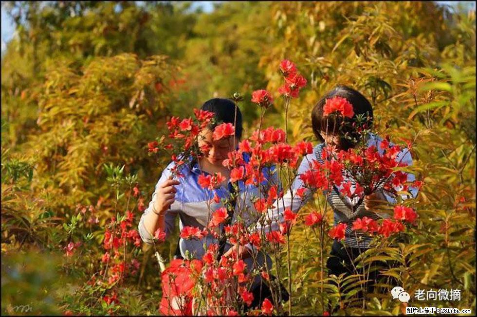 【春天，广西桂林灌阳县向您发出邀请！】登麒麟山，相约映山红 - 游山玩水 - 北京生活社区 - 北京28生活网 bj.28life.net