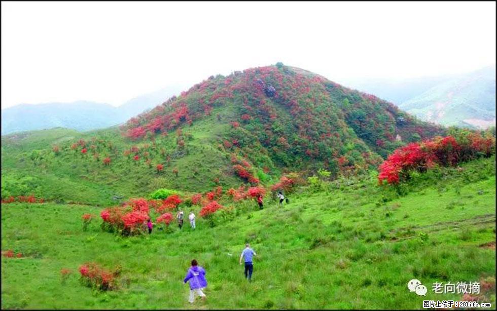 【春天，广西桂林灌阳县向您发出邀请！】宝盖山上映山红 - 游山玩水 - 北京生活社区 - 北京28生活网 bj.28life.net