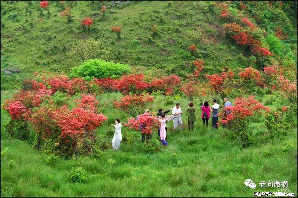 【春天，广西桂林灌阳县向您发出邀请！】宝盖山上映山红 - 游山玩水 - 北京生活社区 - 北京28生活网 bj.28life.net