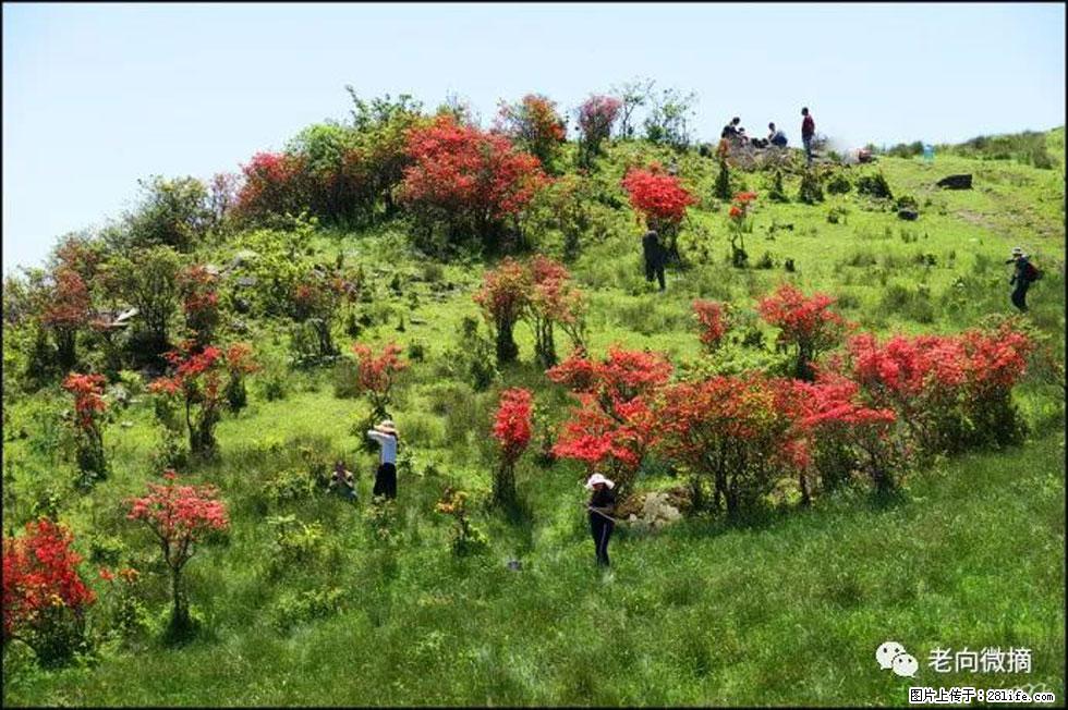 【春天，广西桂林灌阳县向您发出邀请！】宝盖山上映山红 - 游山玩水 - 北京生活社区 - 北京28生活网 bj.28life.net
