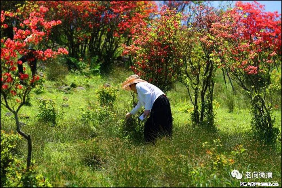 【春天，广西桂林灌阳县向您发出邀请！】宝盖山上映山红 - 游山玩水 - 北京生活社区 - 北京28生活网 bj.28life.net