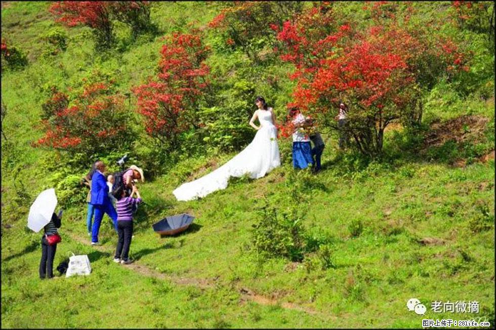 【春天，广西桂林灌阳县向您发出邀请！】宝盖山上映山红 - 游山玩水 - 北京生活社区 - 北京28生活网 bj.28life.net
