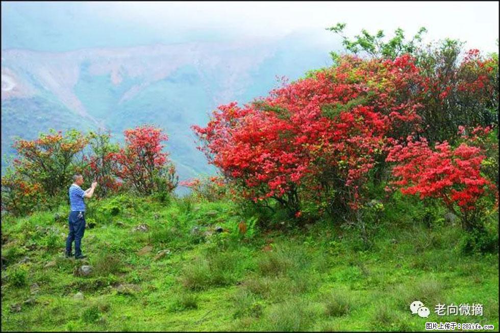 【春天，广西桂林灌阳县向您发出邀请！】宝盖山上映山红 - 游山玩水 - 北京生活社区 - 北京28生活网 bj.28life.net