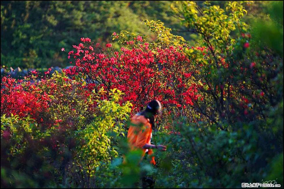 【春天，广西桂林灌阳县向您发出邀请！】春木界上映山红 - 游山玩水 - 北京生活社区 - 北京28生活网 bj.28life.net