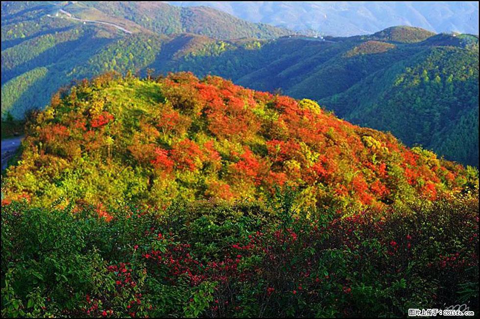 【春天，广西桂林灌阳县向您发出邀请！】春木界上映山红 - 游山玩水 - 北京生活社区 - 北京28生活网 bj.28life.net