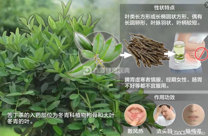苦丁茶有哪些功效和作用 - 生活百科 - 北京生活社区 - 北京28生活网 bj.28life.net