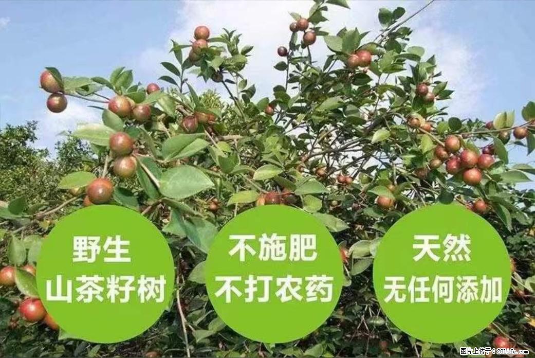 【灌阳县油茶产业示范区】一个有着充实的精神生活的人，对待身外之物自会有一种淡泊的态度 - 美食天地 - 北京生活社区 - 北京28生活网 bj.28life.net