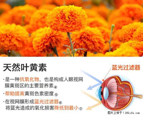 叶黄素有什么功效和作用 - 生活百科 - 北京生活社区 - 北京28生活网 bj.28life.net