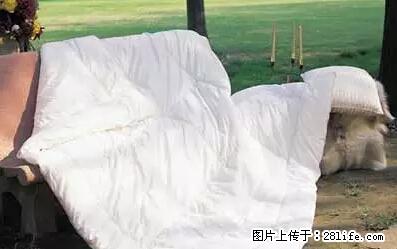 被子有异味？只要这样做，比晒太阳还强100倍！ - 家居生活 - 北京生活社区 - 北京28生活网 bj.28life.net