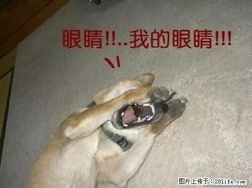 笑癫了！一女的怀孕三年未生，他终于忍不住了... - 娱乐八卦 - 北京生活社区 - 北京28生活网 bj.28life.net