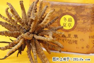 桂林回收冬虫夏草13581832588收购同仁堂虫草 - 礼品刀具 - 特色礼品 - 北京分类信息 - 北京28生活网 bj.28life.net