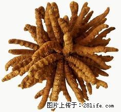北京哪里13611114534东城区回收冬虫夏草海参燕窝阿胶 - 礼品刀具 - 特色礼品 - 北京分类信息 - 北京28生活网 bj.28life.net