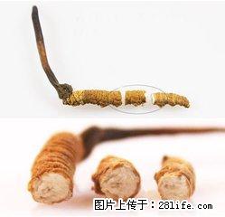 大兴区收购地址13611114534黄村回收冬虫夏草燕窝 - 土特产 - 饮食特产 - 北京分类信息 - 北京28生活网 bj.28life.net