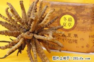 桂林回收冬虫夏草13581832588收购同仁堂虫草 - 北京28生活网 bj.28life.net