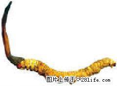 房山区哪有收购冬虫夏草13581832588燕山回收虫草 - 北京28生活网 bj.28life.net