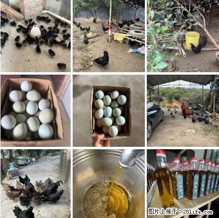 油茶园从小鸡仔开始养起的纯土鸡、土鸡蛋可以预定啦！还有前几天刚榨的纯山茶油哦 - 土特产 - 饮食特产 - 北京分类信息 - 北京28生活网 bj.28life.net