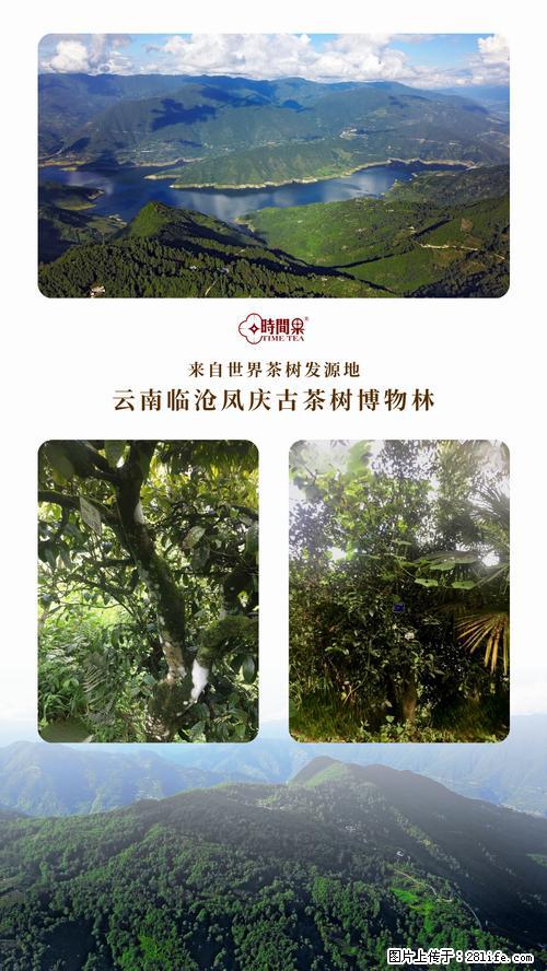 时间果百年古树2025年春红茶 - 购物交流 - 北京生活社区 - 北京28生活网 bj.28life.net