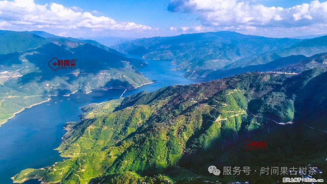 时间果百年古树龙珠普洱生茶 - 购物交流 - 北京生活社区 - 北京28生活网 bj.28life.net