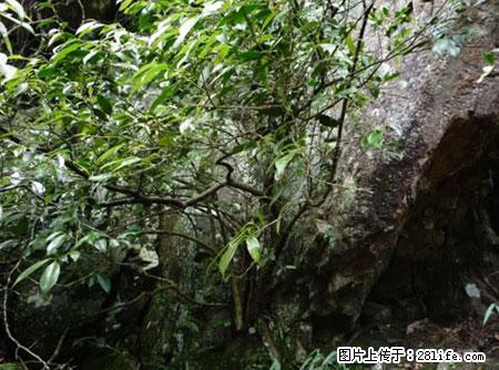 平乐石崖茶，珍贵仅次于金花茶 - 北京生活资讯 - 北京28生活网 bj.28life.net